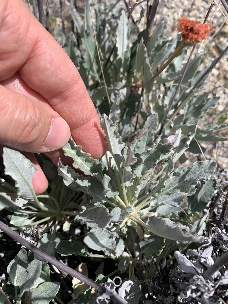 Eriogonum elongatum var. elongatum