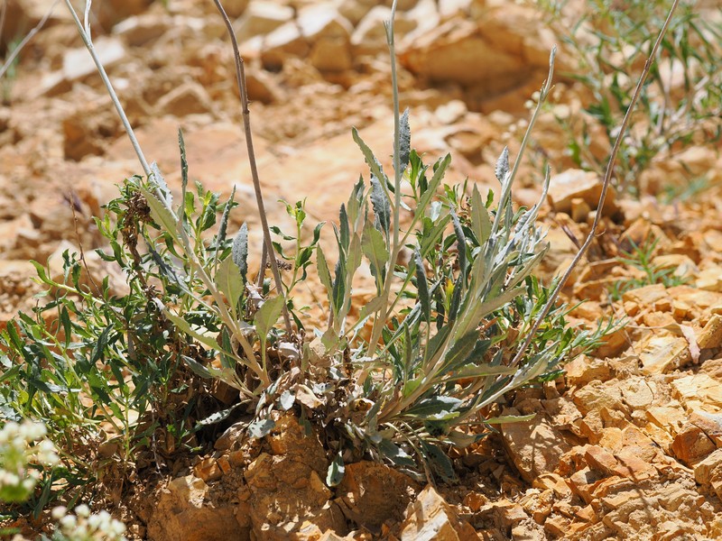 Eriogonum elongatum var. elongatum photo 2