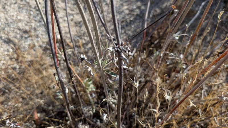 Eriogonum elongatum var. elongatum photo 3