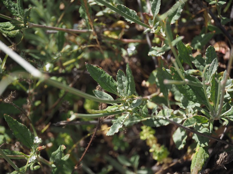 Eriogonum elongatum var. elongatum photo 5