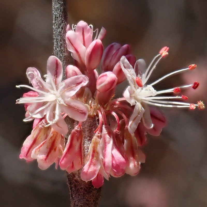 Eriogonum elongatum var. elongatum photo 6