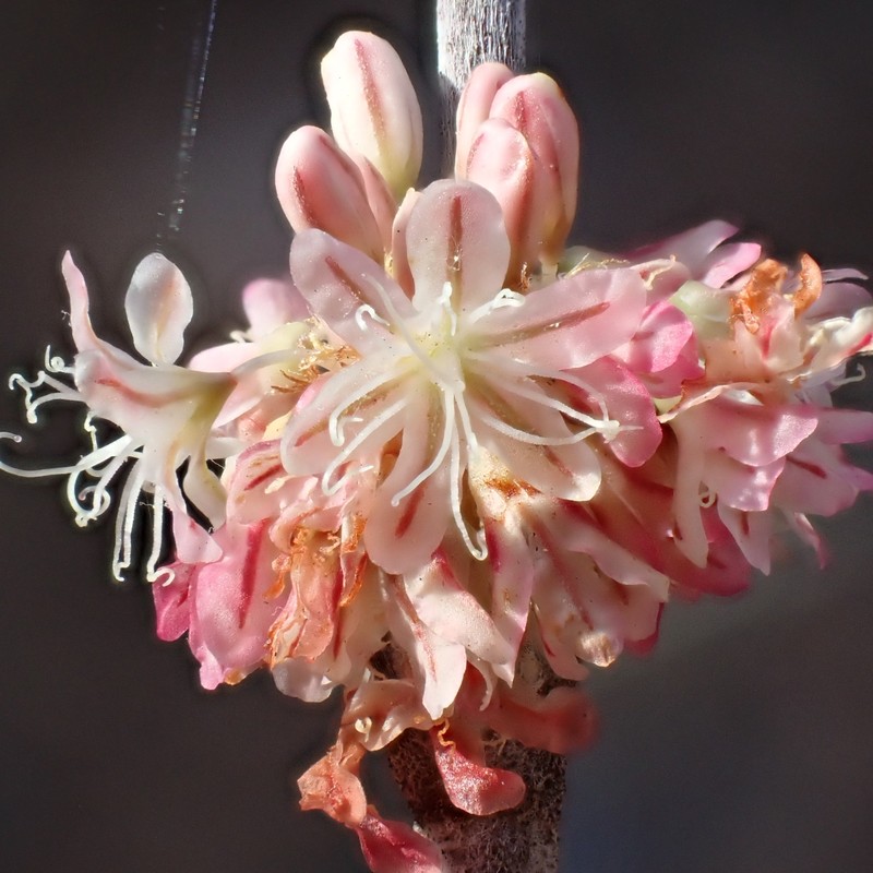 Eriogonum elongatum var. elongatum photo 7