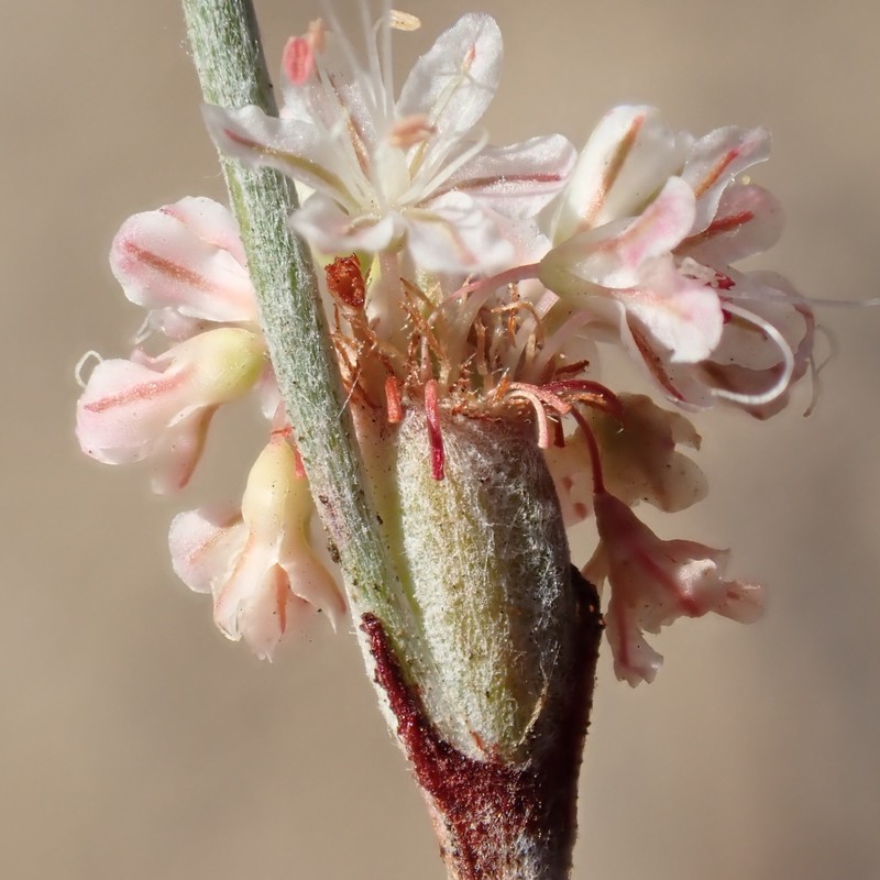 Eriogonum elongatum var. elongatum photo 8