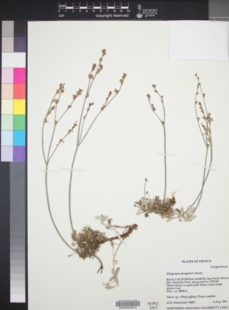 Eriogonum elongatum var. vollmeri
