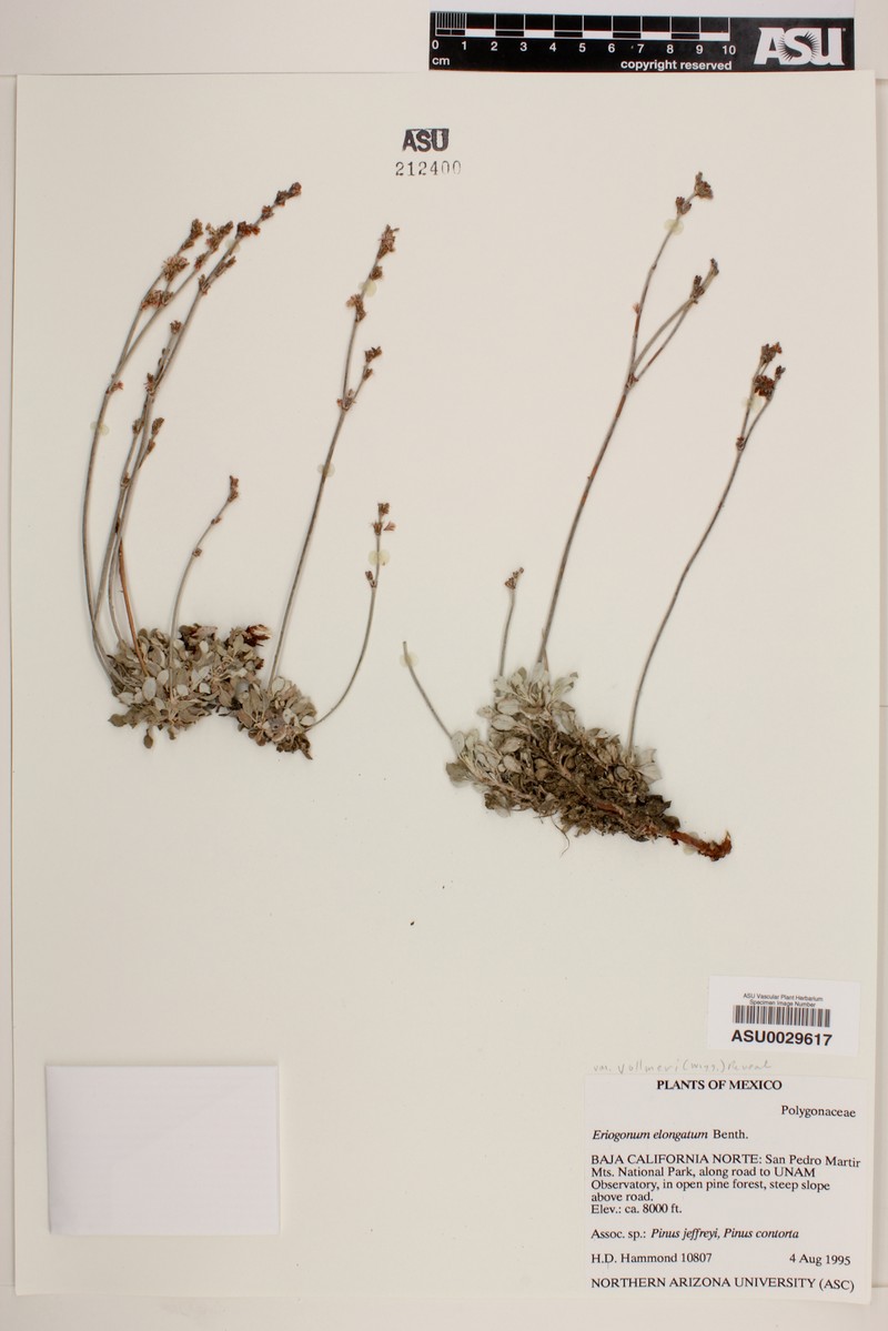 Eriogonum elongatum var. vollmeri photo 2