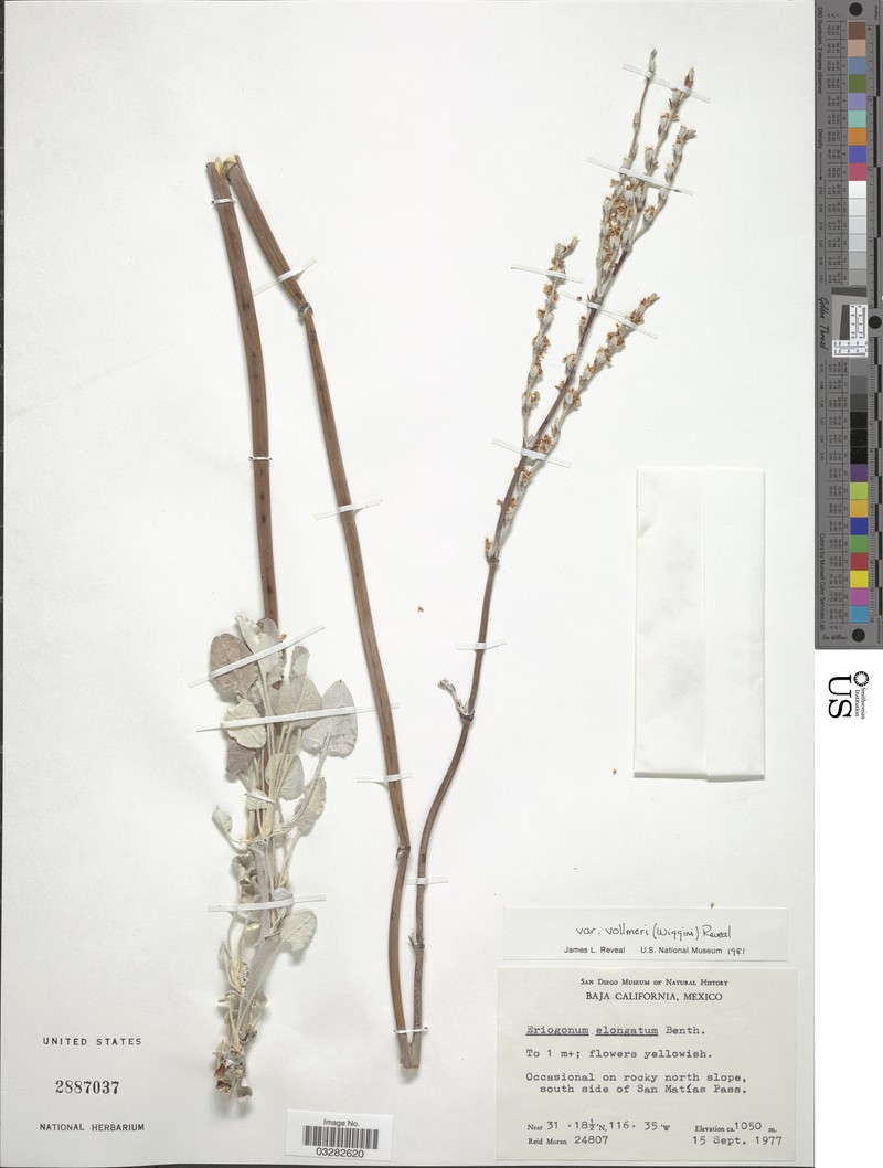 Eriogonum elongatum var. vollmeri photo 3