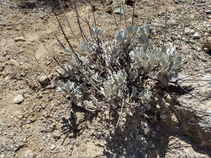 Eriogonum encelioides photo 2