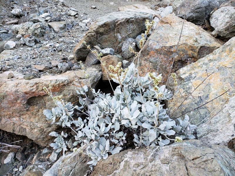 Eriogonum encelioides photo 7
