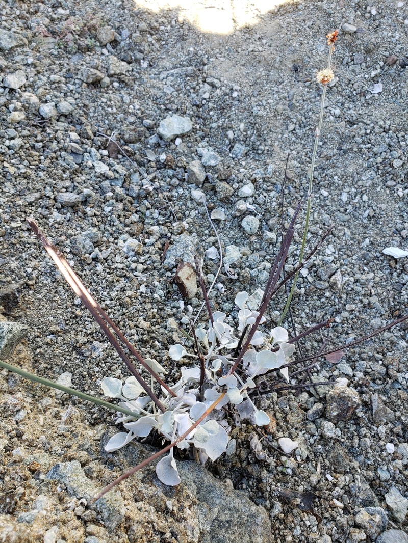 Eriogonum encelioides photo 8