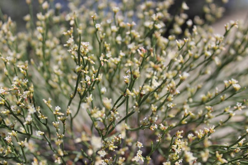 Ephedra Buckwheat