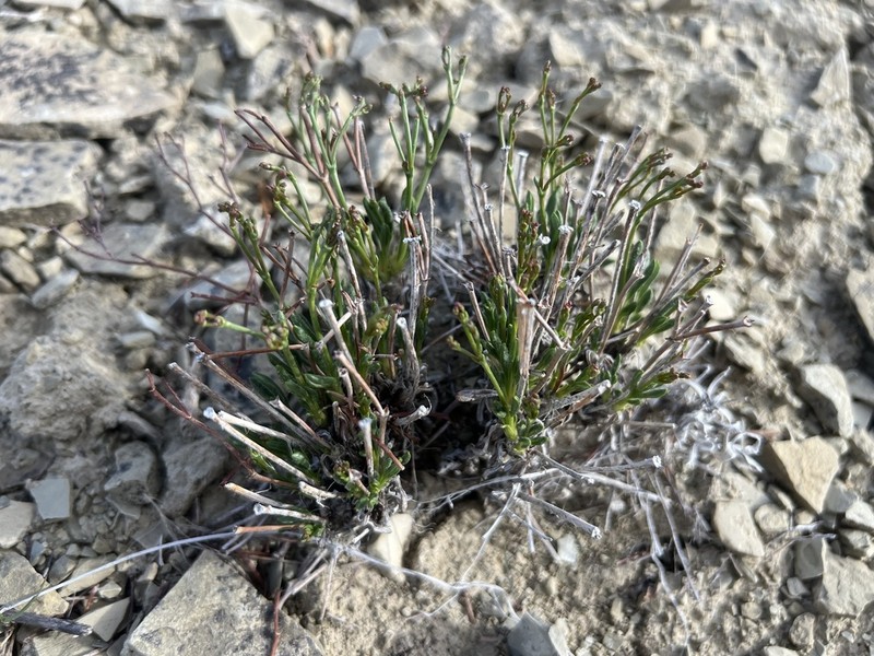 Ephedra Buckwheat