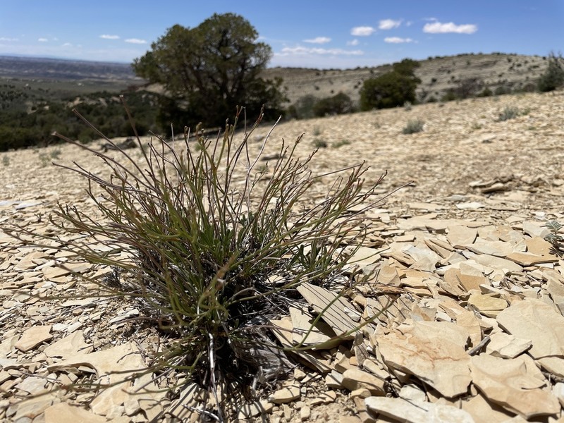 Ephedra Buckwheat photo 2