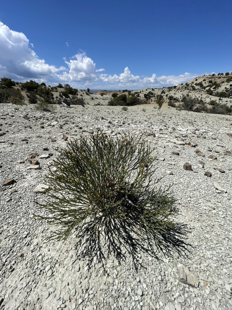 Ephedra Buckwheat photo 3