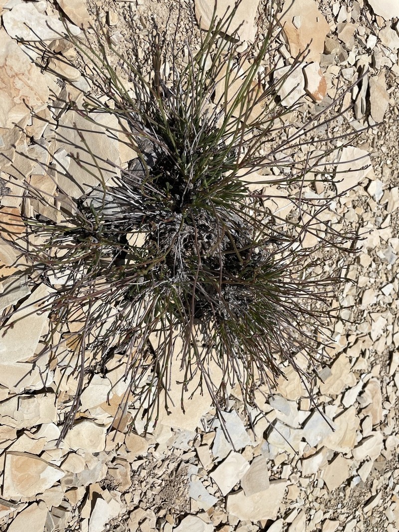Ephedra Buckwheat photo 4