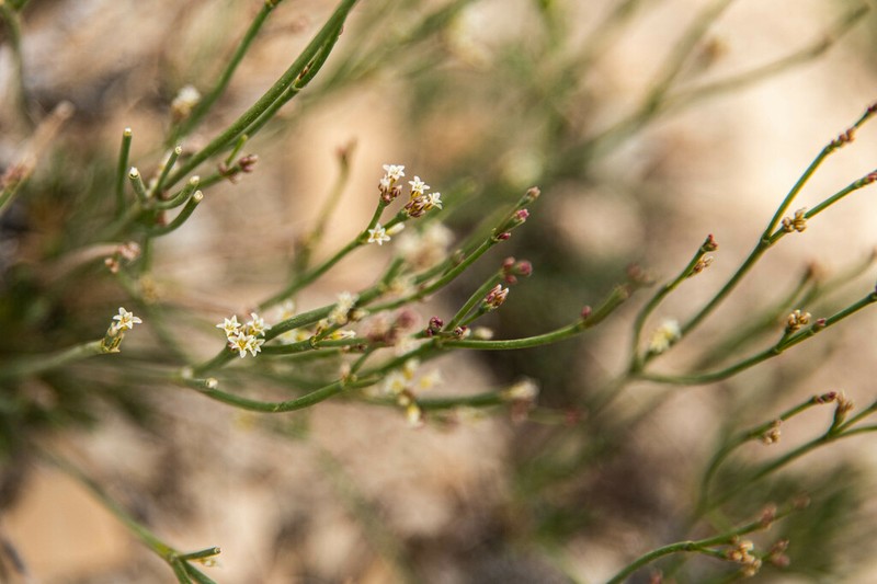 Ephedra Buckwheat photo 5