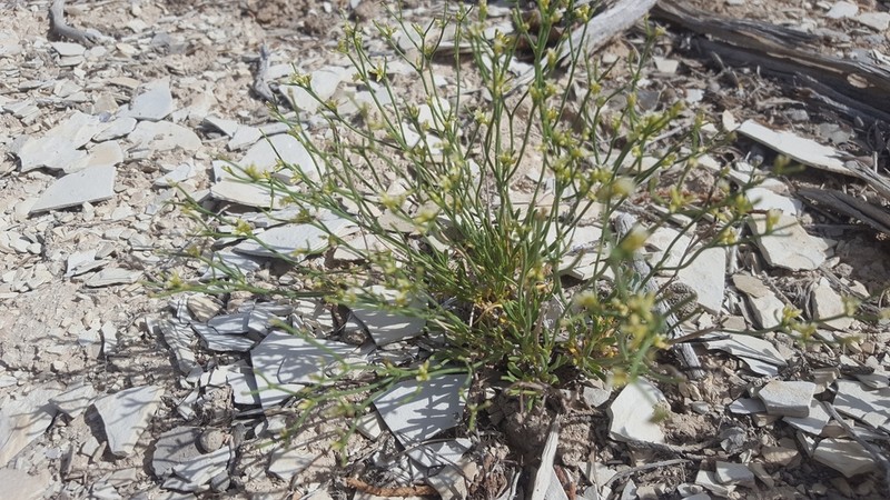 Ephedra Buckwheat photo 6