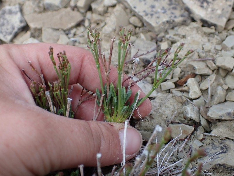 Ephedra Buckwheat photo 7