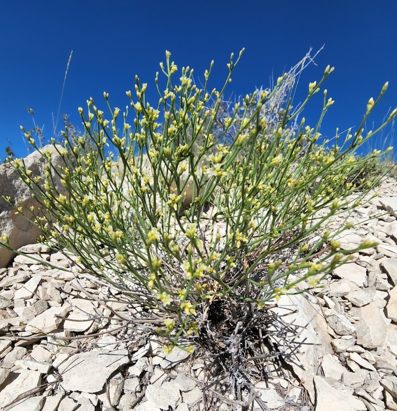 Ephedra Buckwheat photo 8