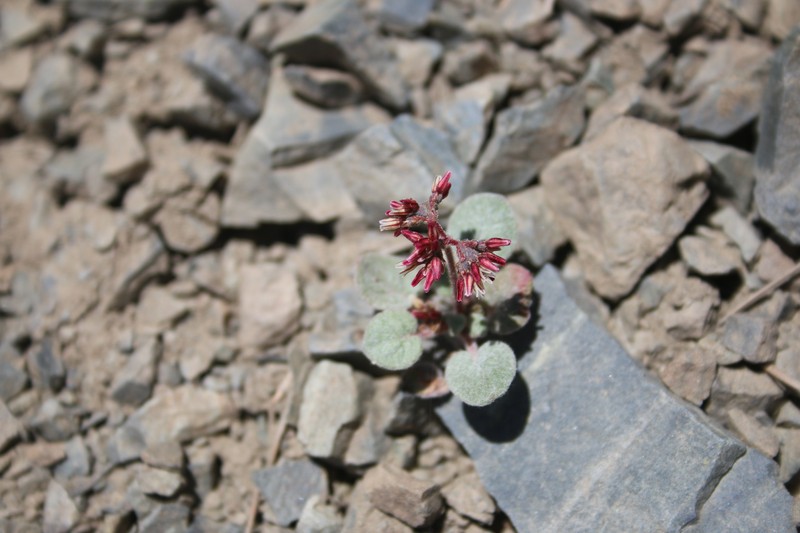 Telescope Peak Buckwheat