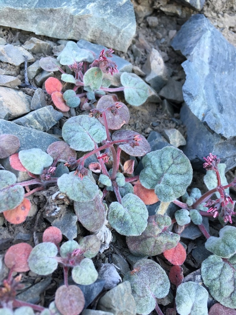 Telescope Peak Buckwheat photo 2