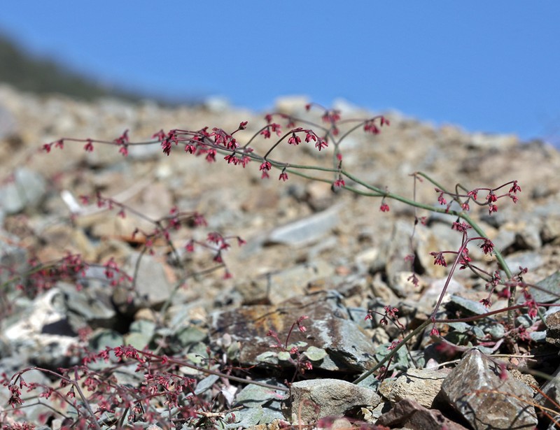 Telescope Peak Buckwheat photo 3