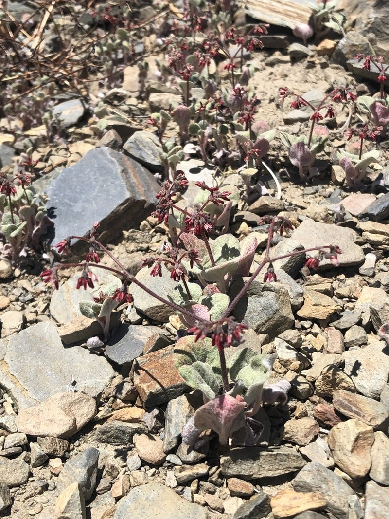 Telescope Peak Buckwheat photo 4