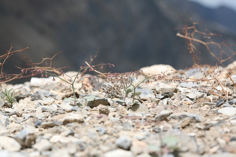 Telescope Peak Buckwheat photo 5