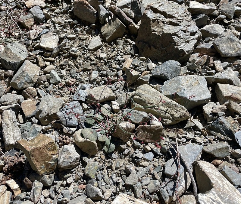 Telescope Peak Buckwheat photo 6