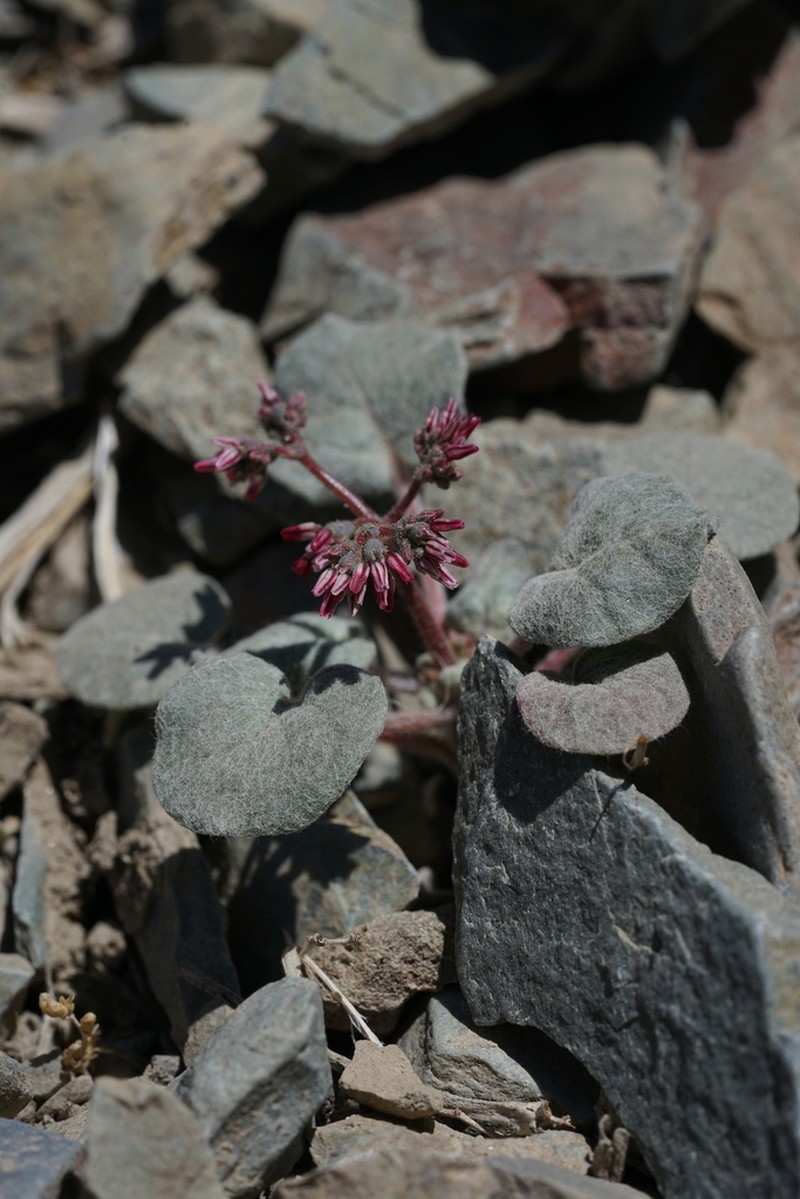 Telescope Peak Buckwheat photo 7