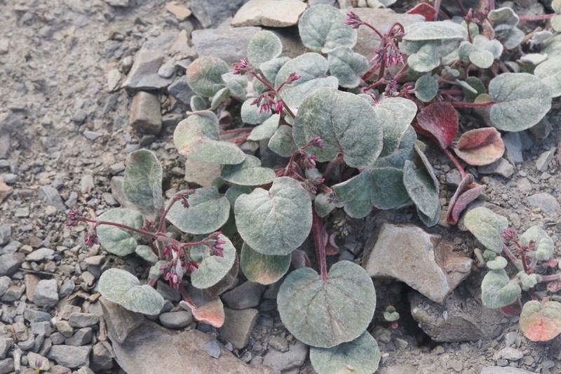 Telescope Peak Buckwheat photo 8