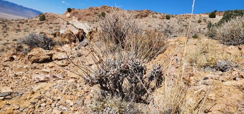 Limestone Buckwheat