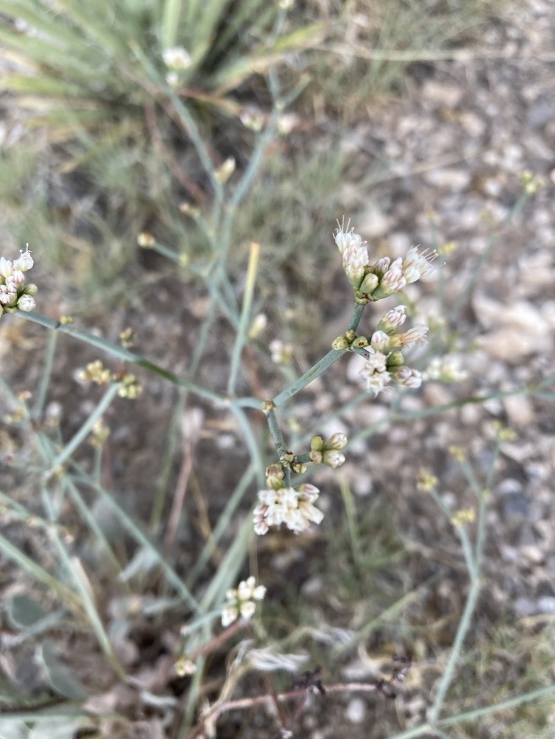 Limestone Buckwheat photo 2