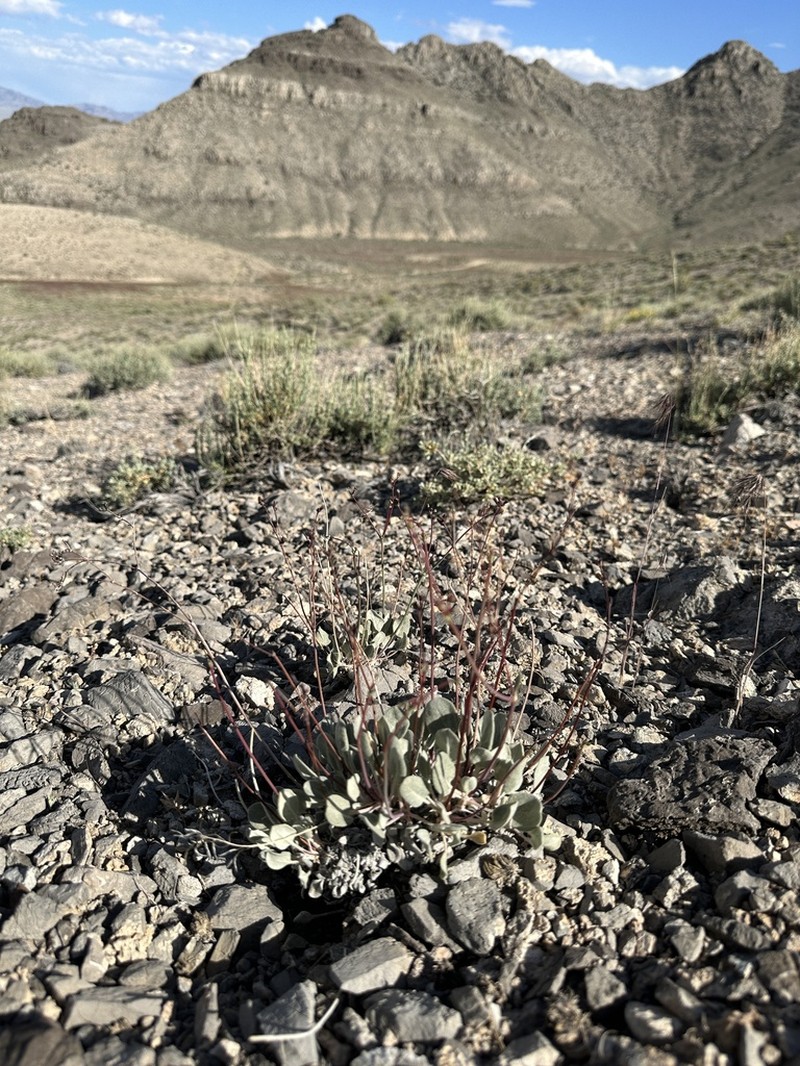 Limestone Buckwheat photo 3