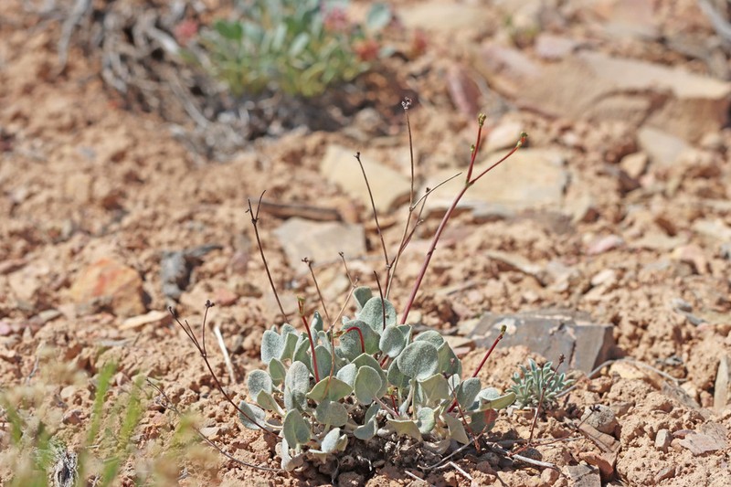 Limestone Buckwheat photo 4