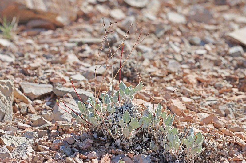 Limestone Buckwheat photo 5