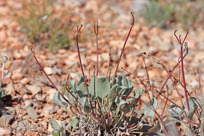 Limestone Buckwheat photo 6