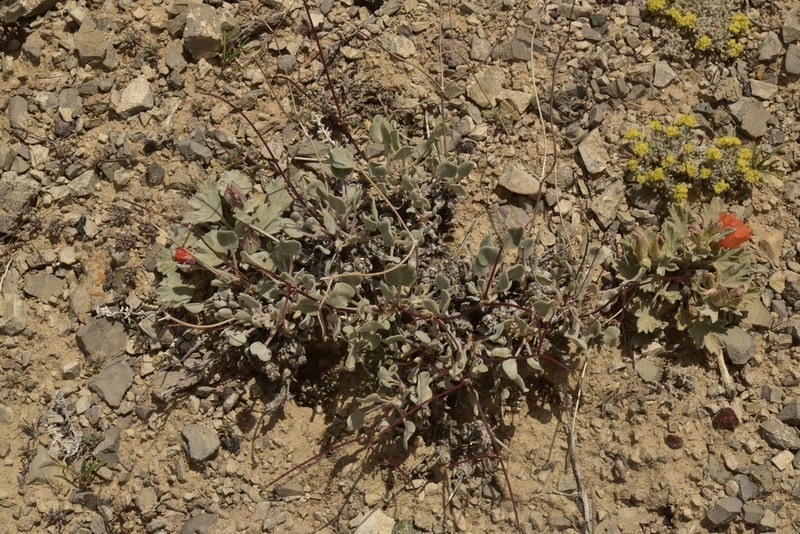 Limestone Buckwheat photo 7