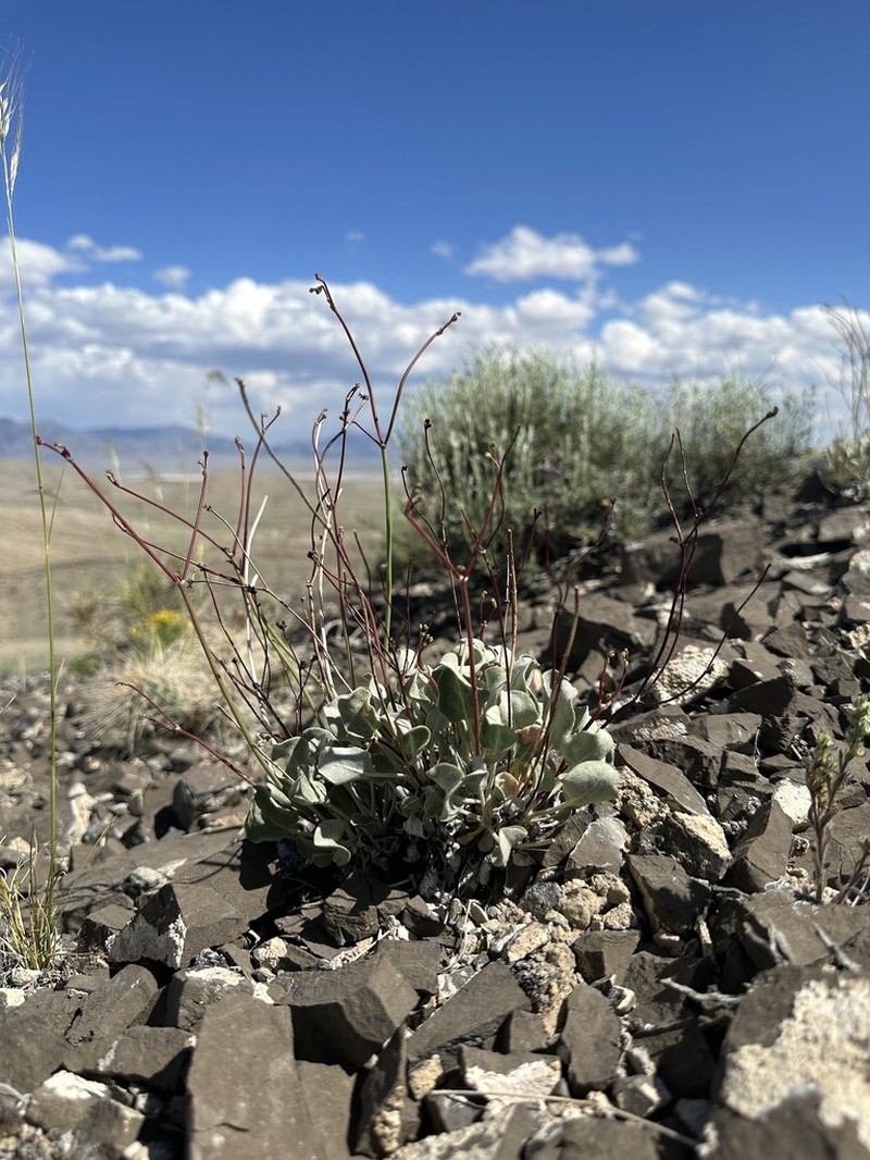 Limestone Buckwheat photo 8