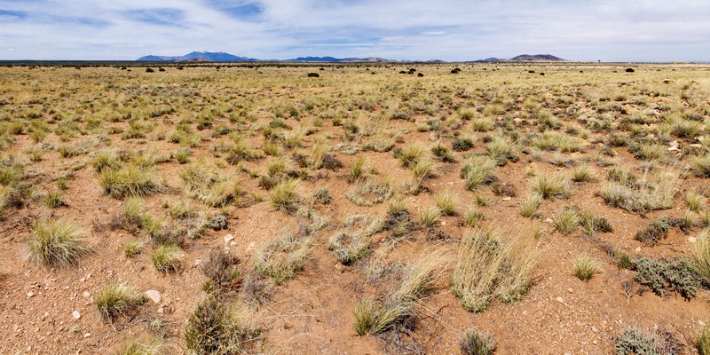 Yavapai County Buckwheat
