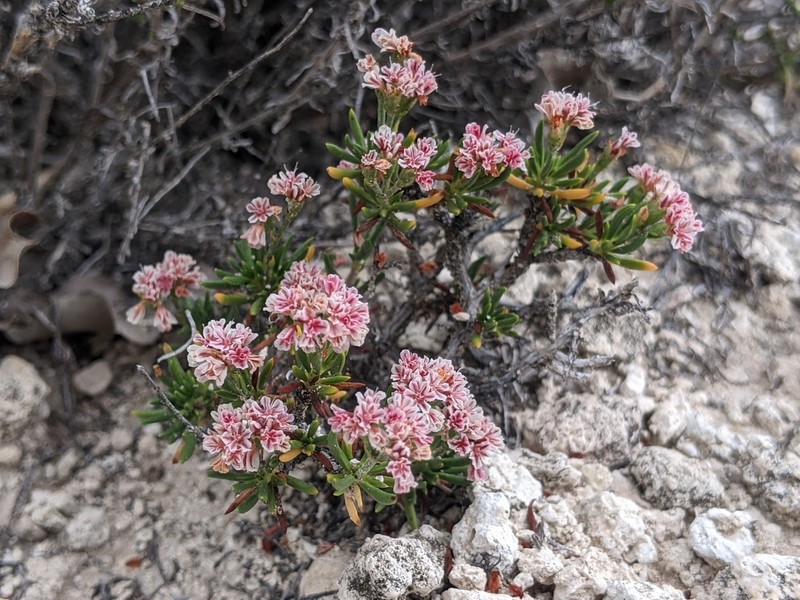 Yavapai County Buckwheat