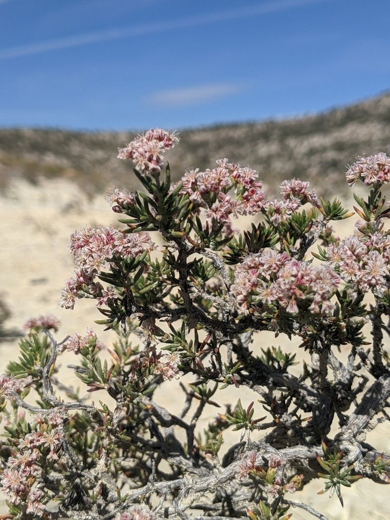 Yavapai County Buckwheat photo 2