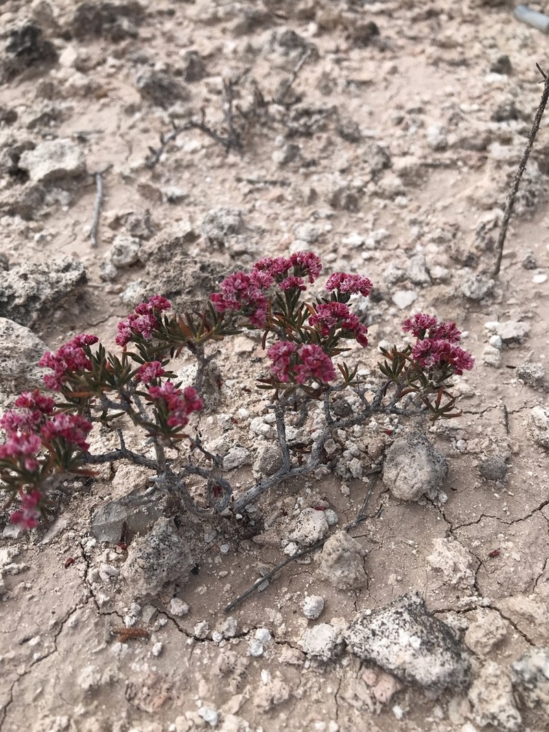 Yavapai County Buckwheat photo 3