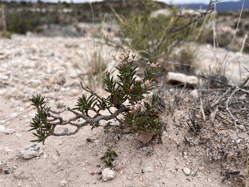 Yavapai County Buckwheat photo 4