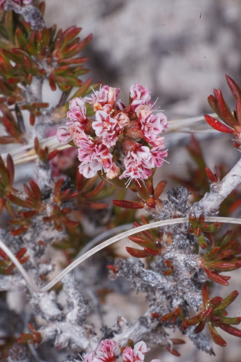 Yavapai County Buckwheat photo 5