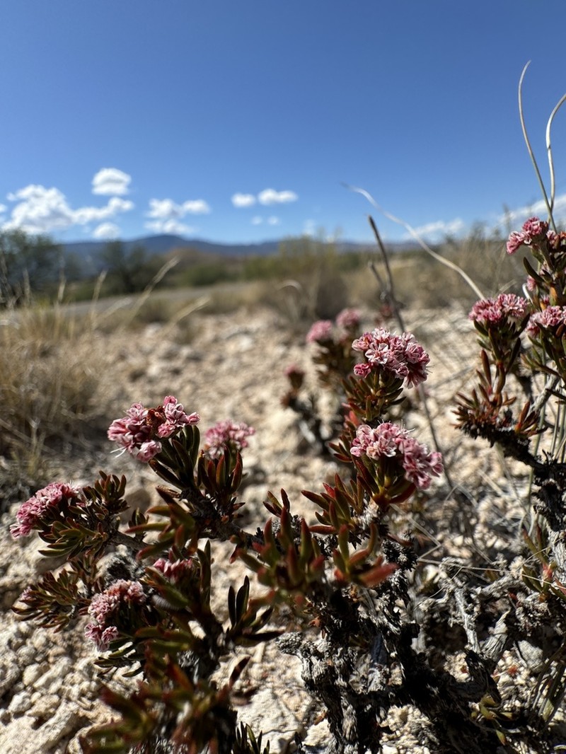 Yavapai County Buckwheat photo 6