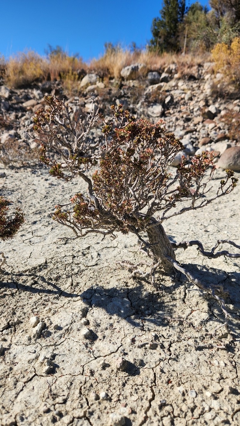 Yavapai County Buckwheat photo 7