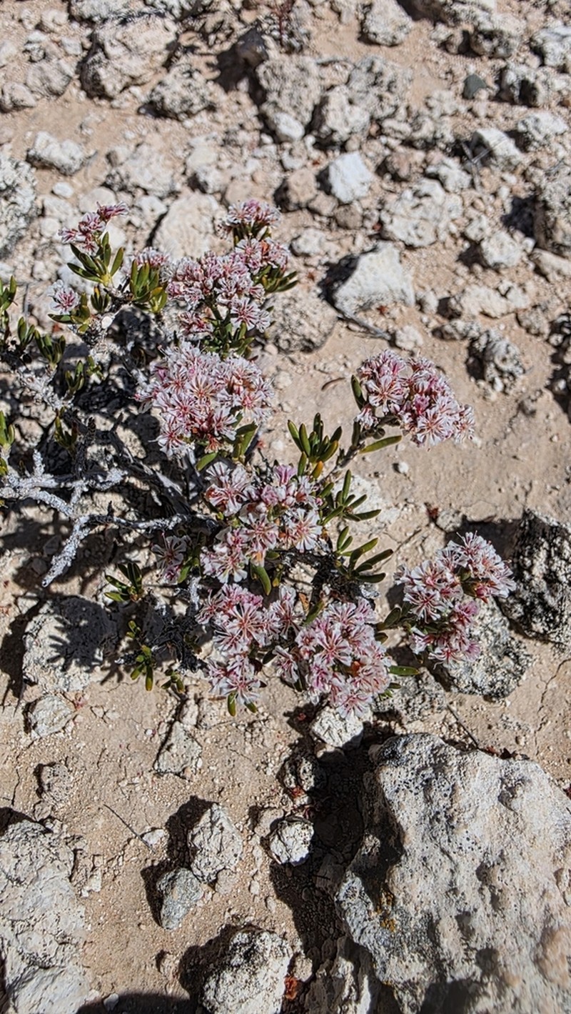 Yavapai County Buckwheat photo 8