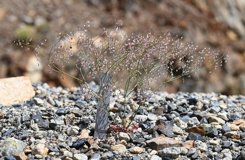 Esmeralda Buckwheat