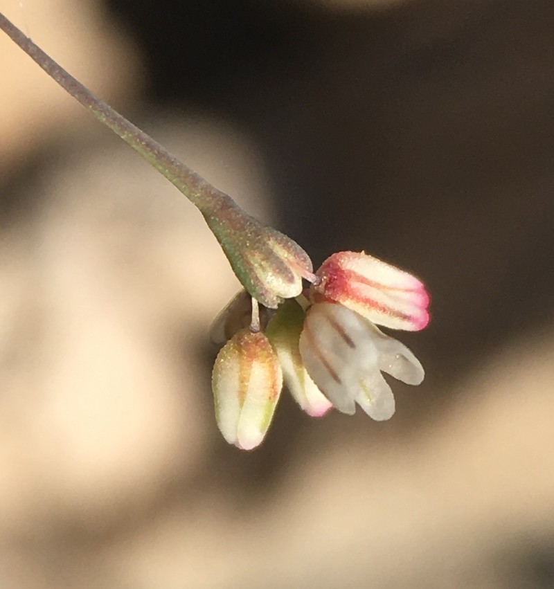 Esmeralda Buckwheat photo 4