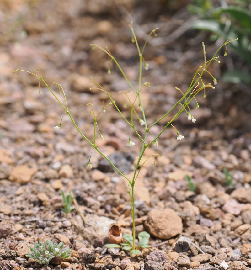 Esmeralda Buckwheat photo 6
